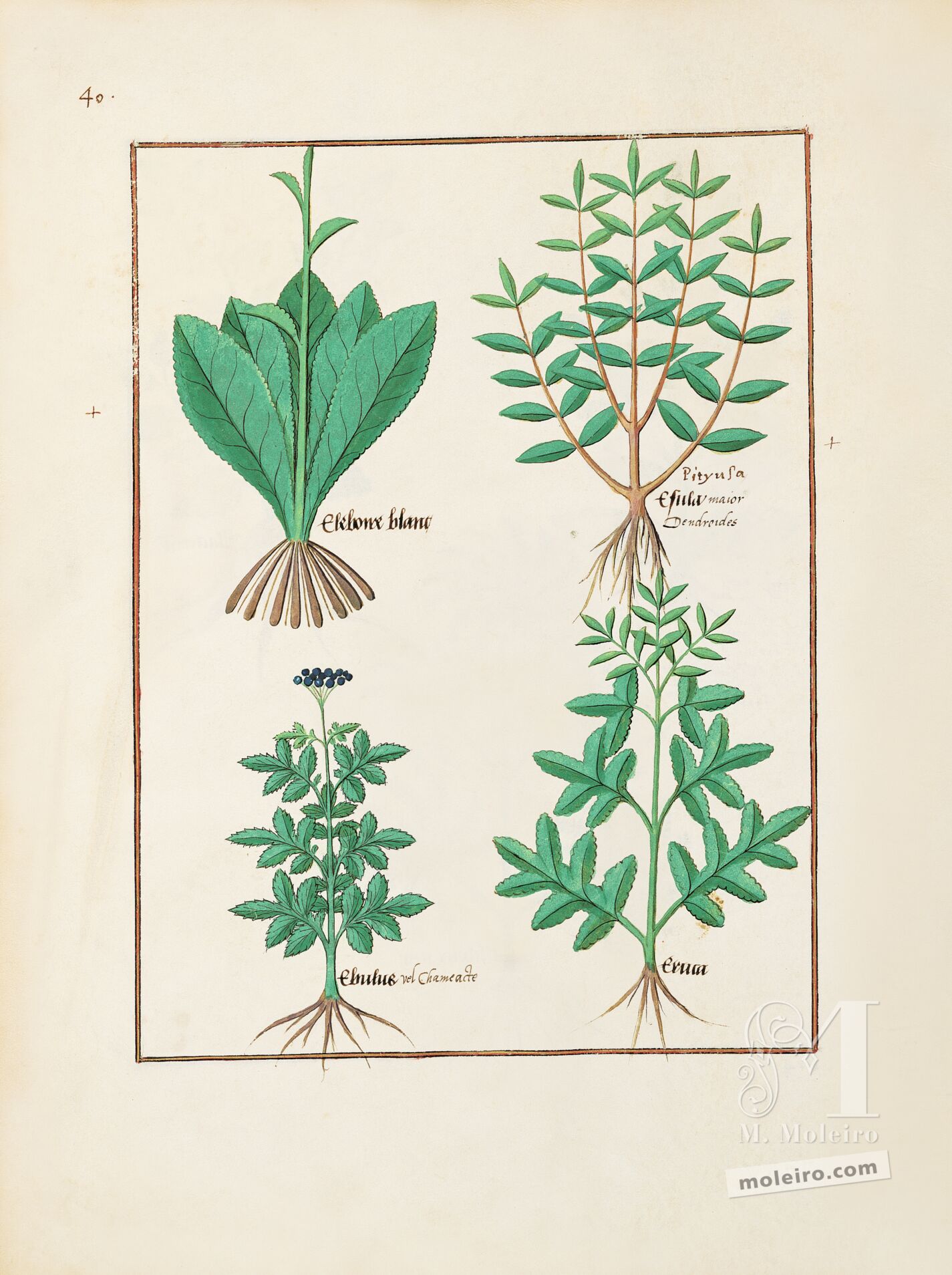 Folio 131v, Eléboro blanco, Lechetrezna, Yezgo, Oruga