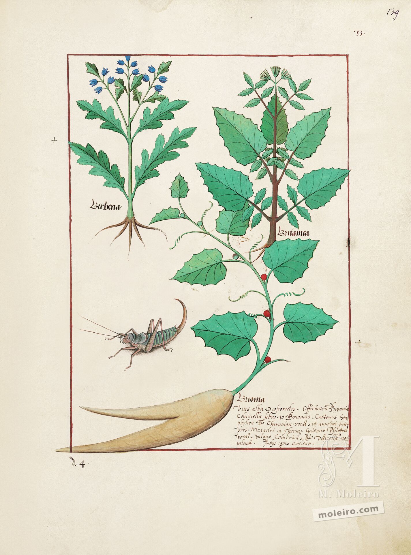 Folio 139r, Verbena, Romaza, Nueza