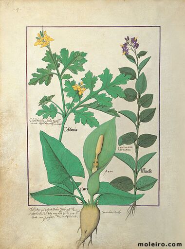 Livro dos Medicamentos Simples Biblioteca Nacional da Rússia, São Petersburgo