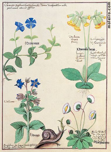 Livro dos Medicamentos Simples Biblioteca Nacional da Rússia, São Petersburgo