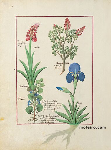 Livro dos Medicamentos Simples Biblioteca Nacional da Rússia, São Petersburgo