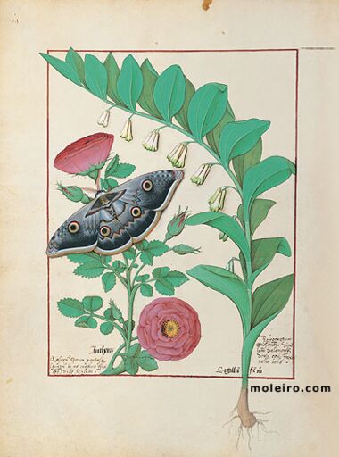 Livro dos Medicamentos Simples Biblioteca Nacional da Rússia, São Petersburgo