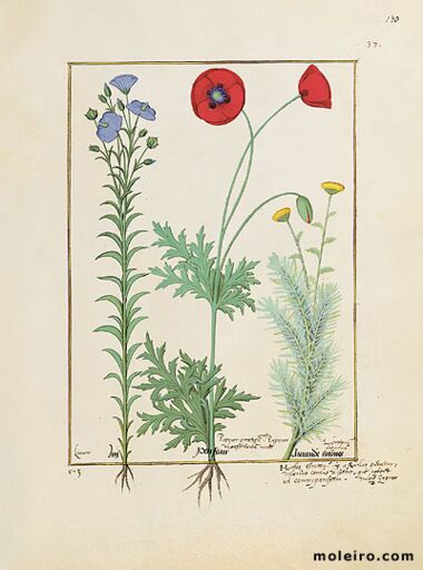 Livro dos Medicamentos Simples Biblioteca Nacional da Rússia, São Petersburgo