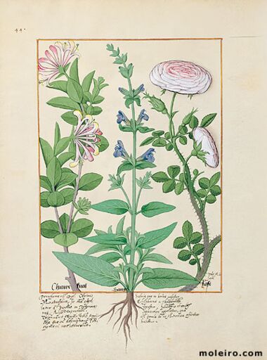 Livro dos Medicamentos Simples Biblioteca Nacional da Rússia, São Petersburgo