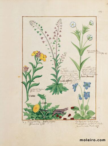 Livro dos Medicamentos Simples Biblioteca Nacional da Rússia, São Petersburgo