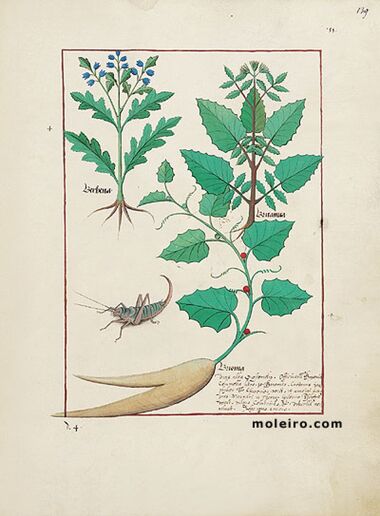 Livro dos Medicamentos Simples Biblioteca Nacional da Rússia, São Petersburgo