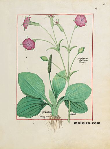 Livro dos Medicamentos Simples Biblioteca Nacional da Rússia, São Petersburgo