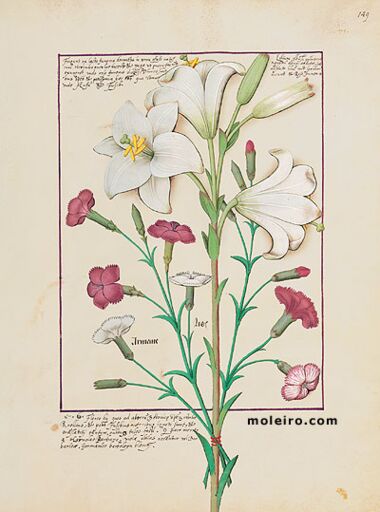 Livro dos Medicamentos Simples Biblioteca Nacional da Rússia, São Petersburgo