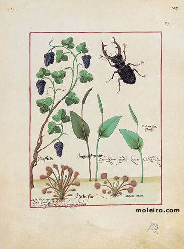 Livro dos Medicamentos Simples Biblioteca Nacional da Rússia, São Petersburgo