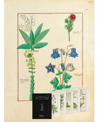 5 L�minas Bot�nicas � Facs�mil del Libro de los Medicamentos Simples (S. XV) <p>Arte Bot�nico Medieval: 5 L�minas Facs�miles para Decoraci�n de Lujo</p>