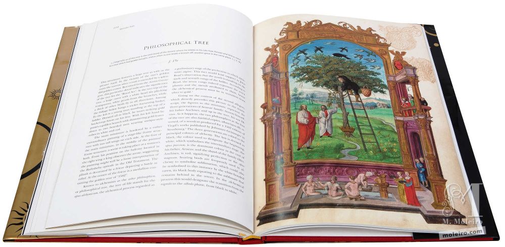 El árbol filosófico en el tratado alquímico, Splendor Solis, Harley Ms. 3469 (1582, Alemania) de la British Library