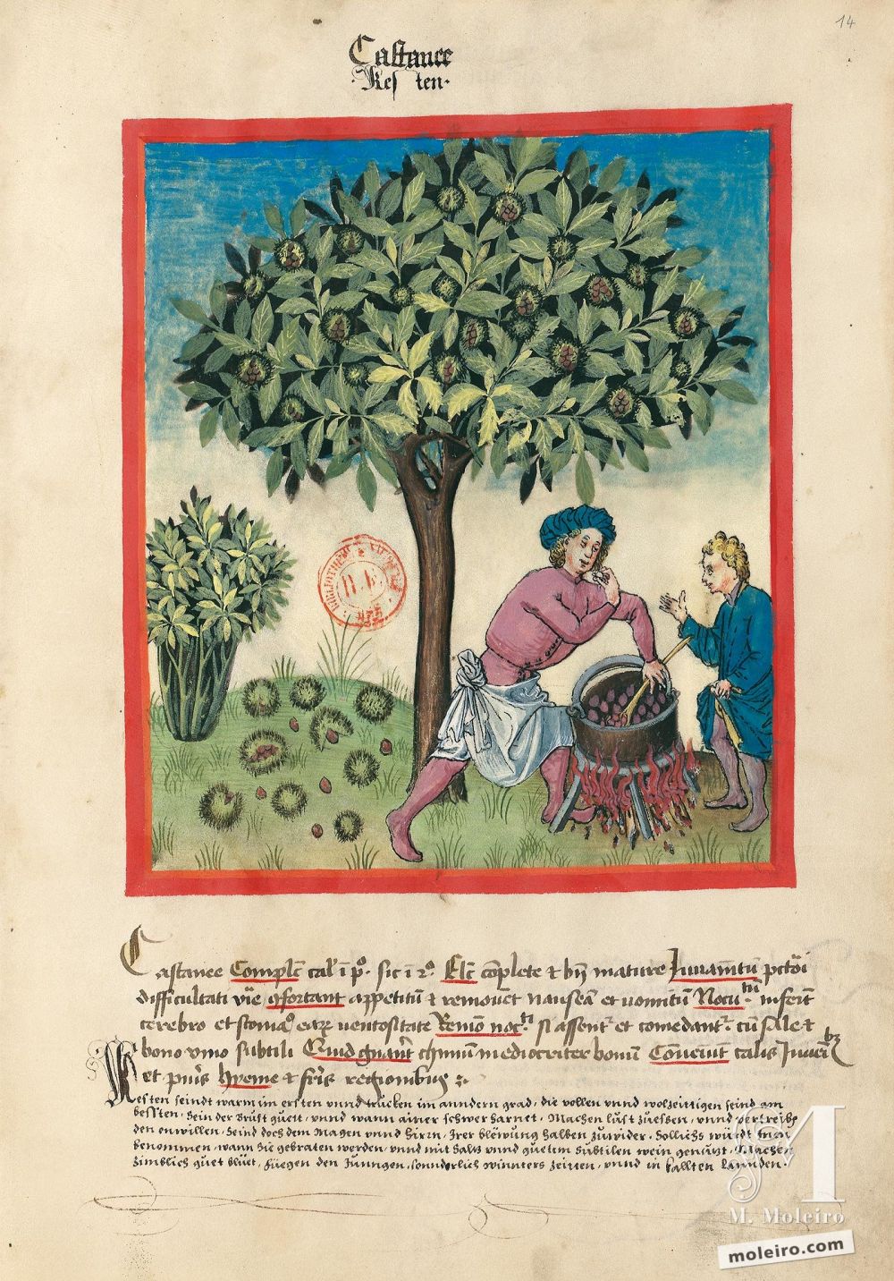 Tacuinum Sanitatis f. 14r, Châtaignes