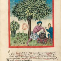 f. 14r, Chestnuts