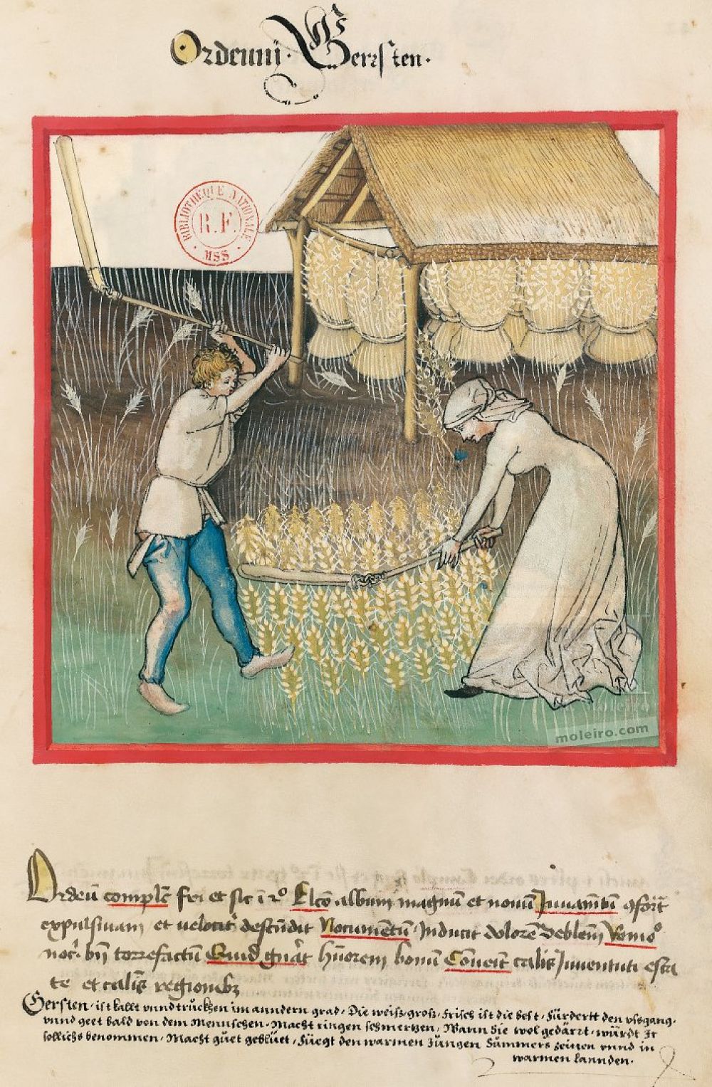 Tacuinum Sanitatis f. 42r, Orge