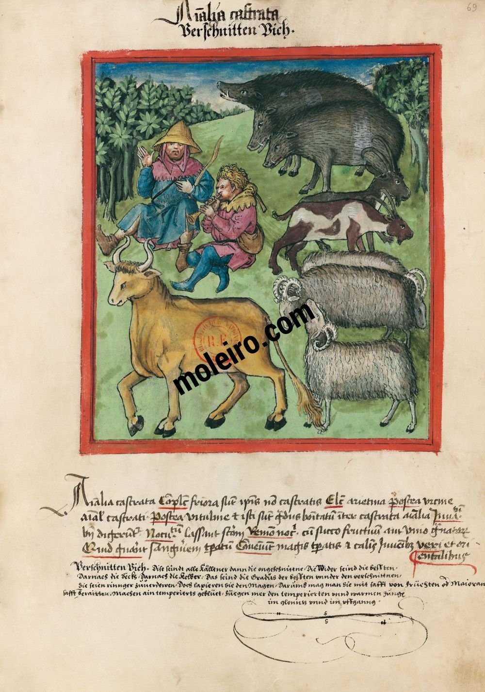 Tacuinum Sanitatis f. 69r, Verschnittene Tiere