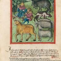 c. 69r, Animali castrati