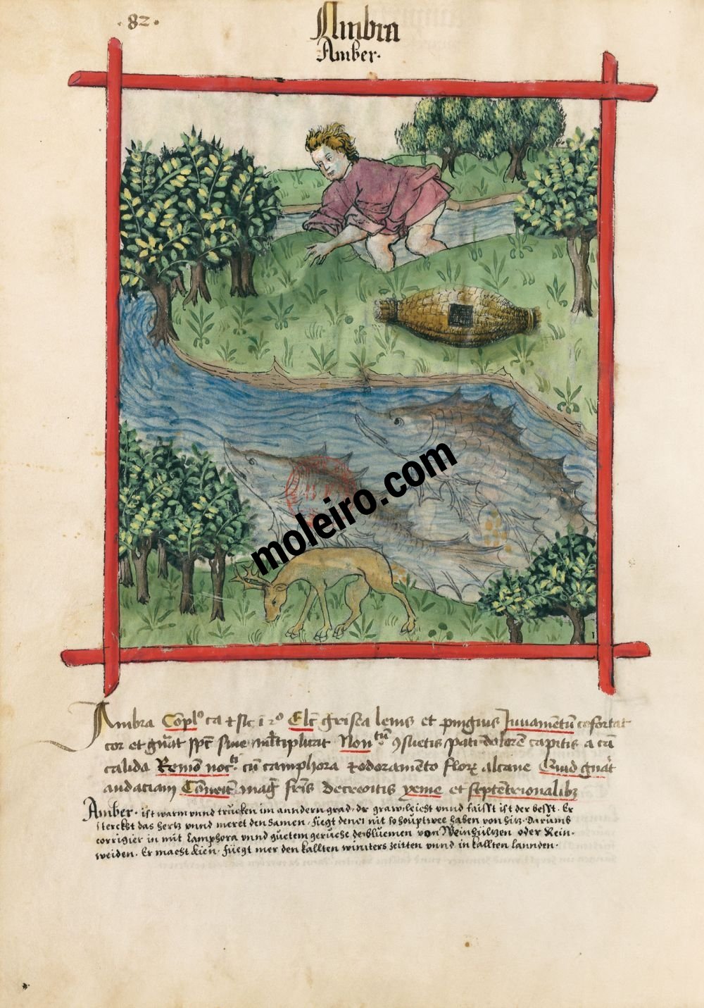 Tacuinum Sanitatis f. 82v, Bernstein