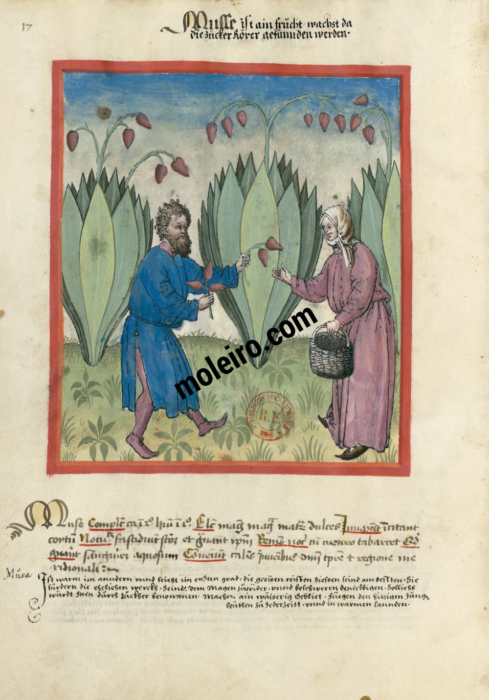 Tacuinum Sanitatis f. 17v, Bananes