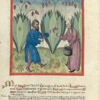 f. 17v, Bananen