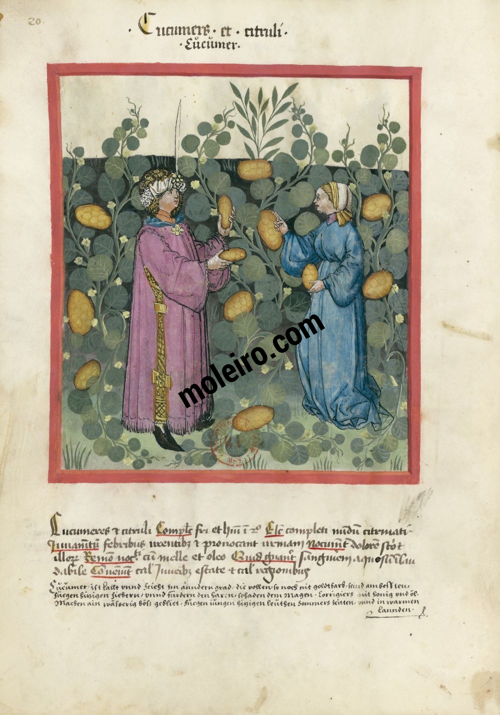 f. 20v, Pepinos y cohombros en el Tacuinum Sanitatis - Ms. Lat 9333  (XV, Renania) Bibliothèque nationale de France, París tratado medicina edad media
