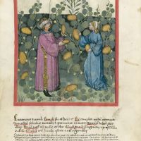 f. 20v, Gherkins and cucumbers