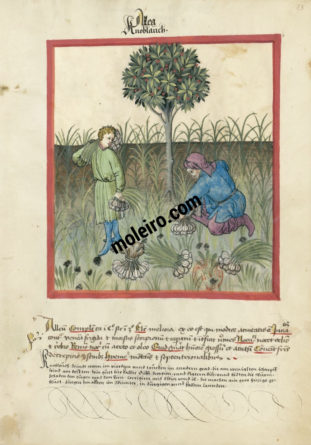 f. 23r, Ajos en el Tacuinum Sanitatis - Ms. Lat 9333  (XV, Renania) Bibliothèque nationale de France, París tratado medicina edad media