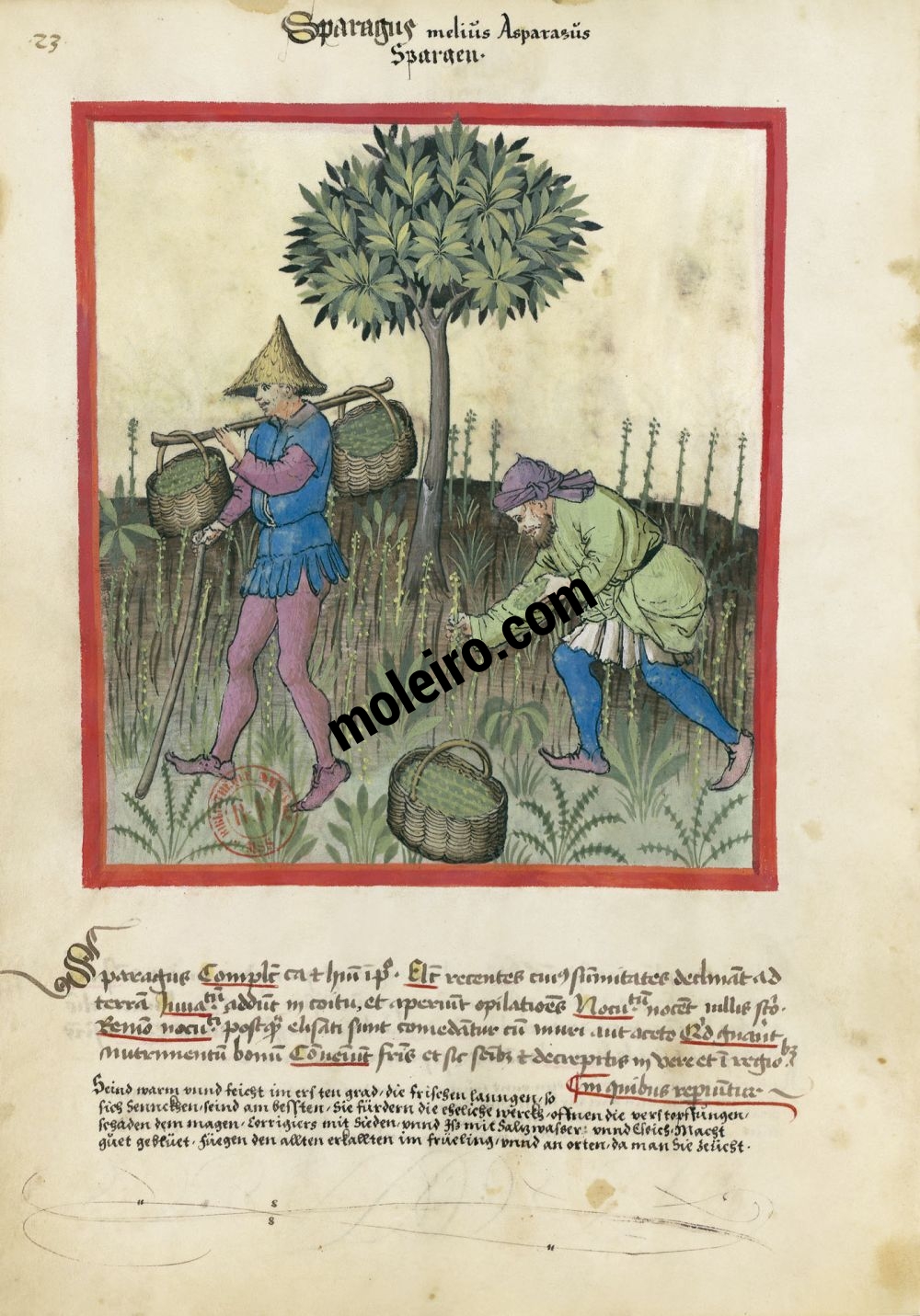 f. 23v, Asparagi. Tacuinum Sanitatis, Ms. Lat. 9333. Bibliothèque nationale de France, Parigi