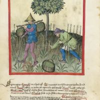 f. 23v, Espárragos