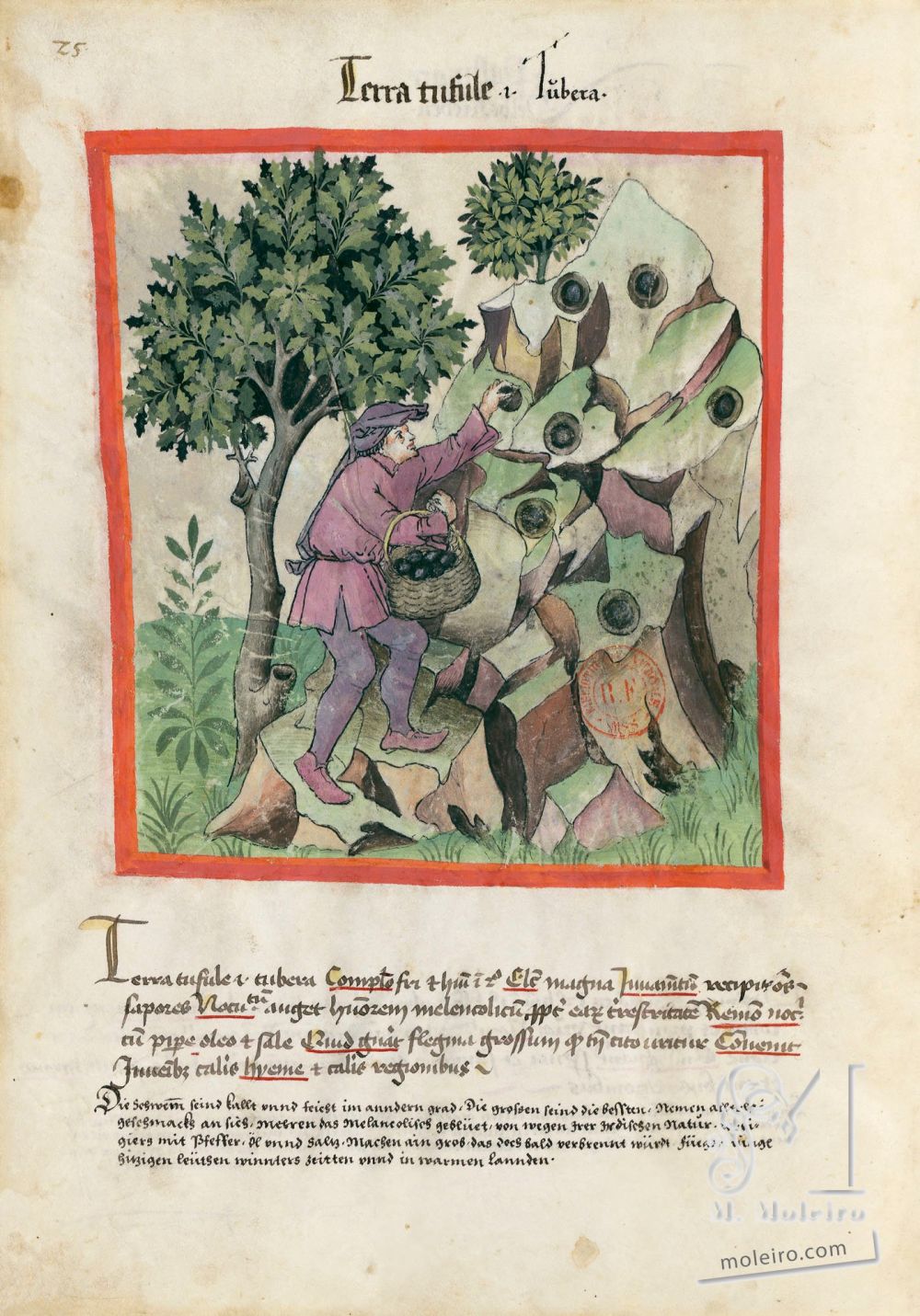 Tacuinum Sanitatis f. 25v, Truffles