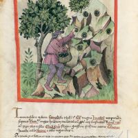 f. 25v, Trüffel