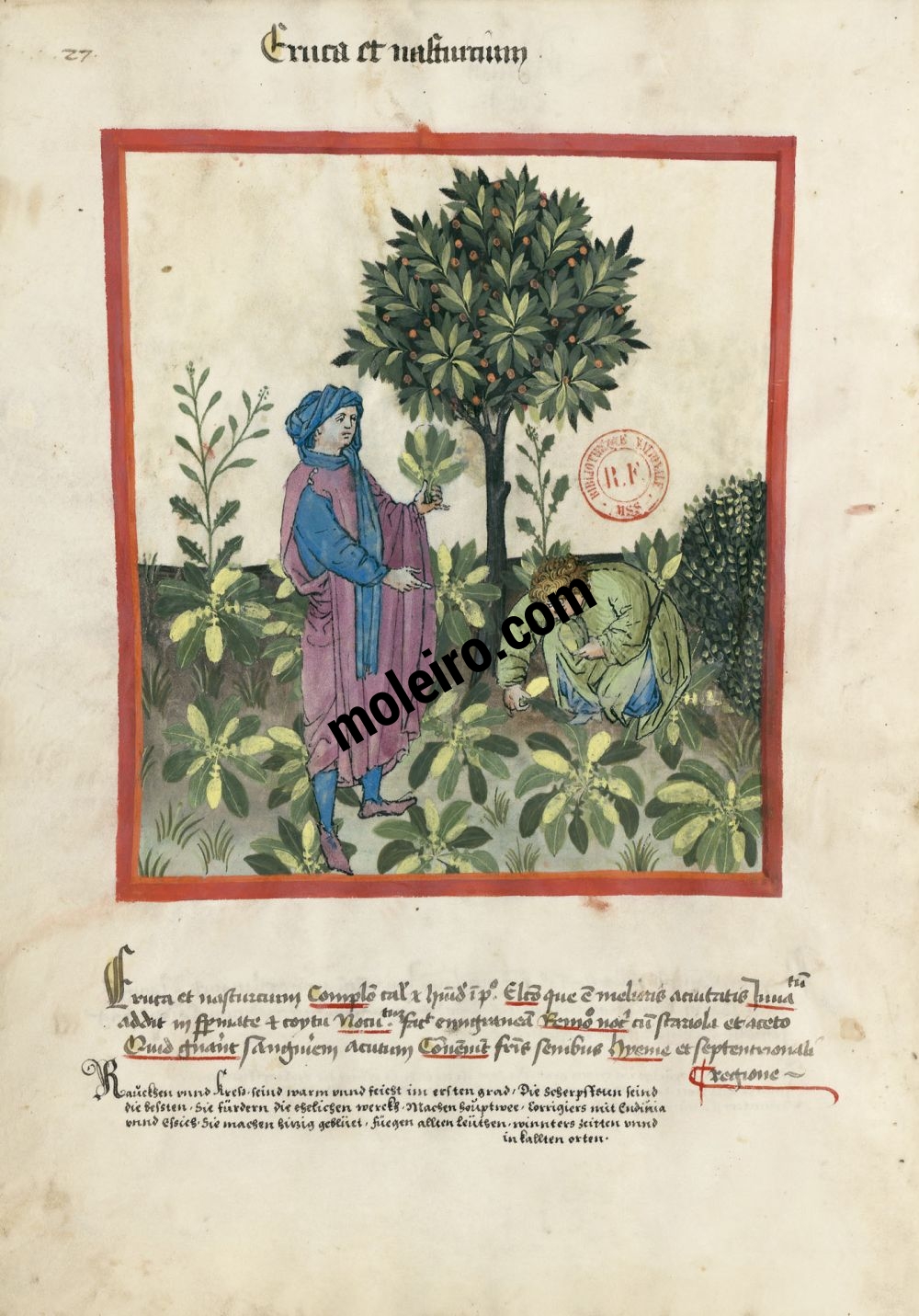 Tacuinum Sanitatis f. 27v, Roquette et cresson