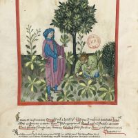 f. 27v, Roquette et cresson