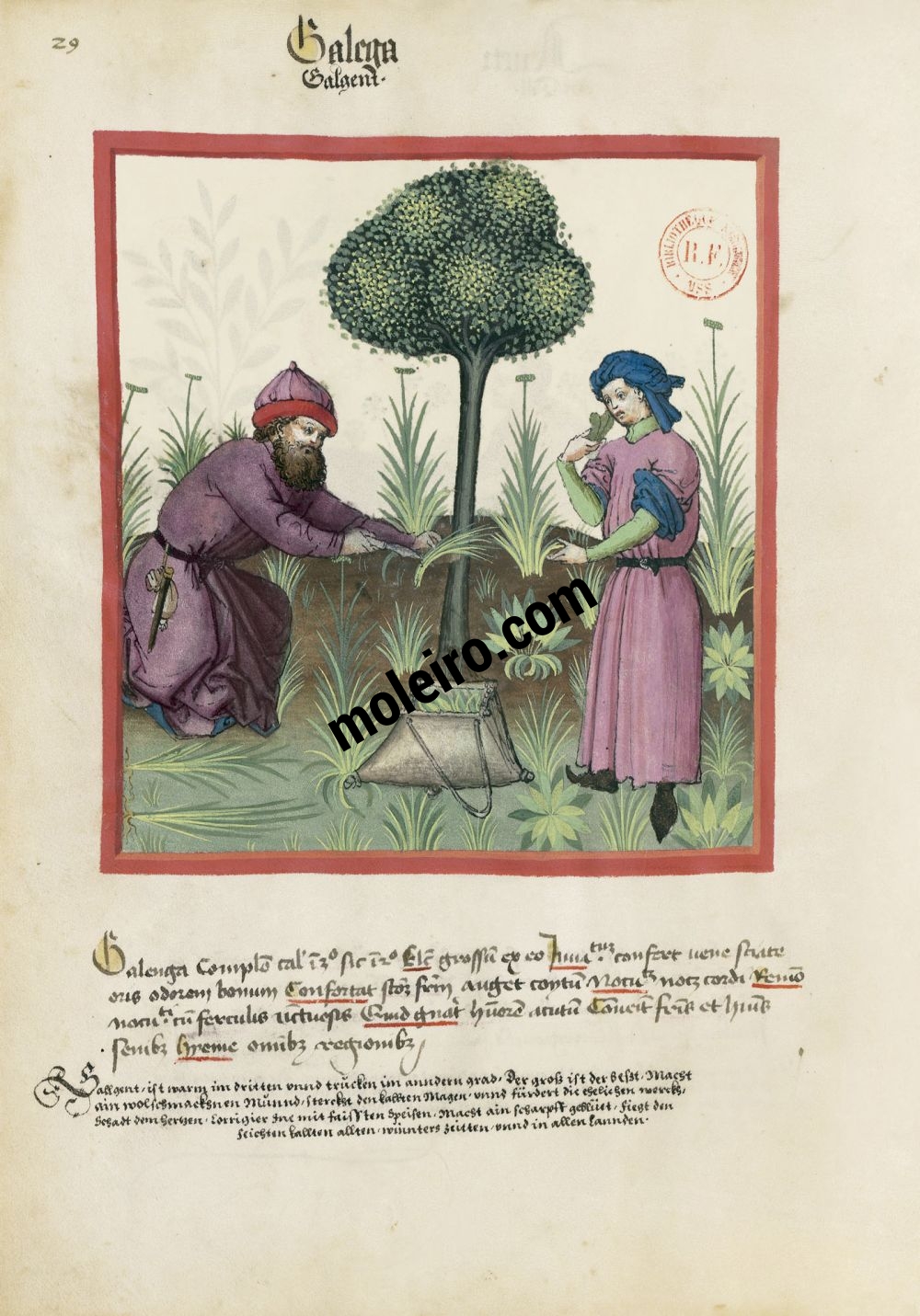 Tacuinum Sanitatis f. 29v, Roseau aromatique
