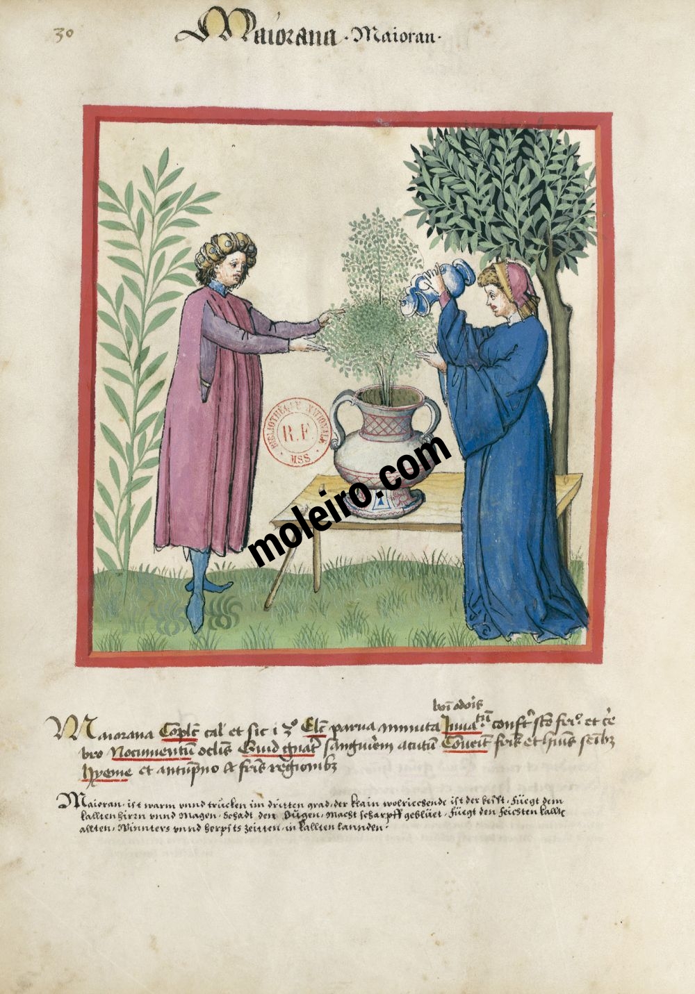 Tacuinum Sanitatis f. 30v, Marjolaine