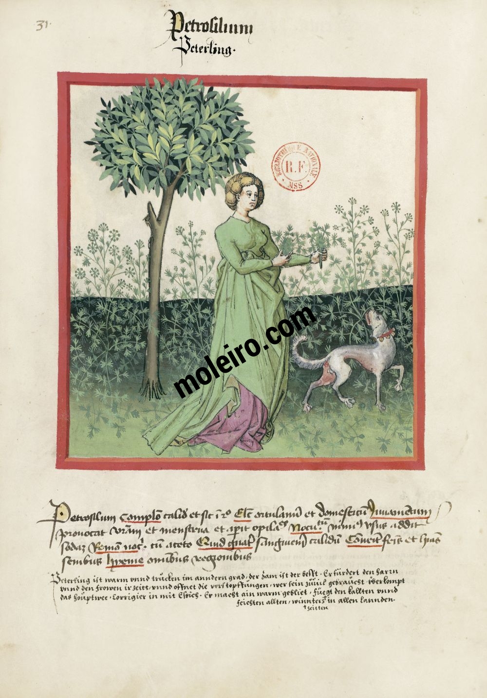 Tacuinum Sanitatis f. 31v, Petersilie