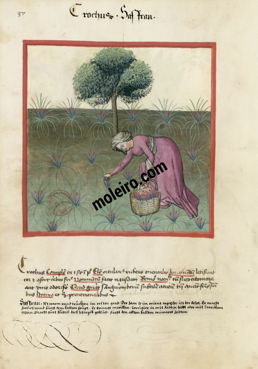 Tacuinum Sanitatis f. 37v, Safran