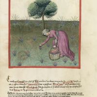 f. 37v, Saffron