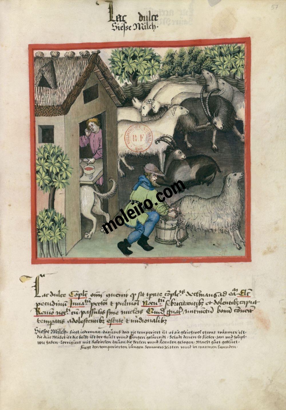 Tacuinum Sanitatis f. 57r, Lait doux