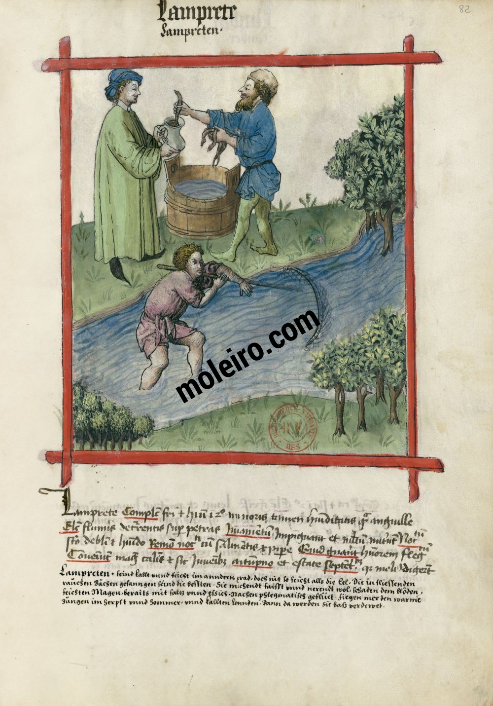 Tacuinum Sanitatis f. 82r, Neunaugen