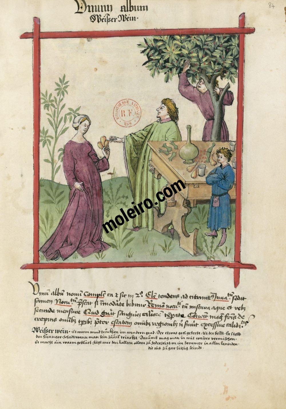 Tacuinum Sanitatis f. 84r, Weißwein