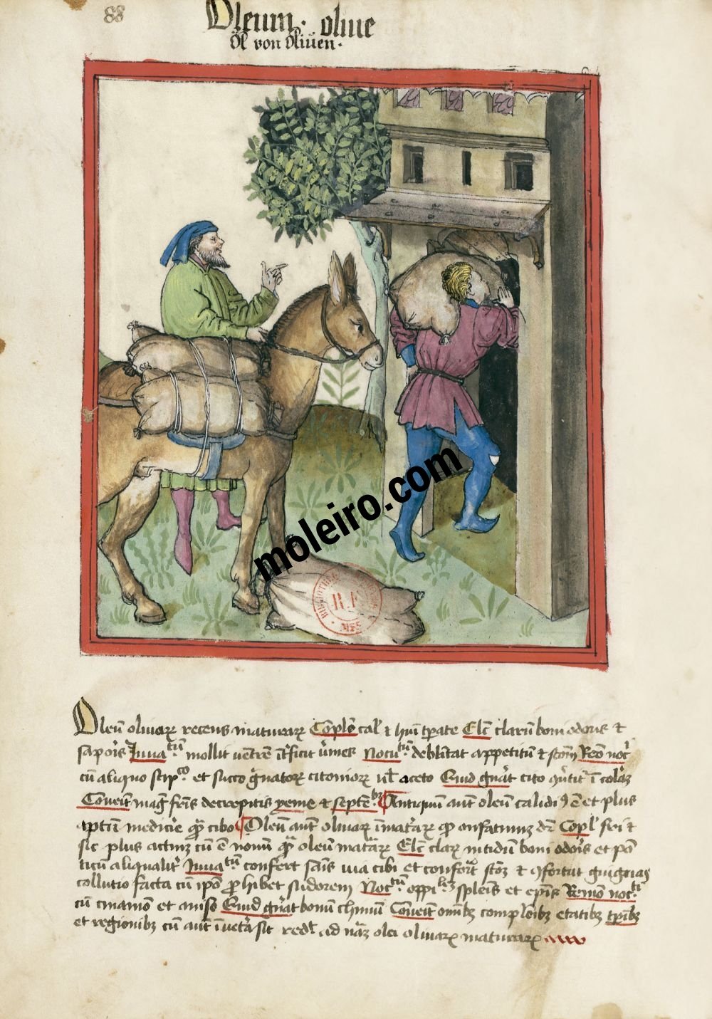 Tacuinum Sanitatis f. 88v, Olivenöl