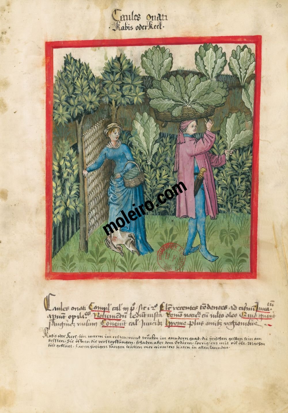 f. 20r, Cavoli. Tacuinum Sanitatis, Ms. Lat. 9333. Bibliothèque nationale de France, Parigi