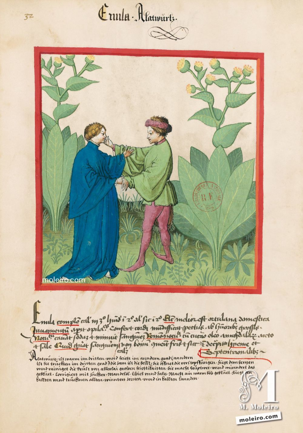 Tacuinum Sanitatis f. 32v, Inule