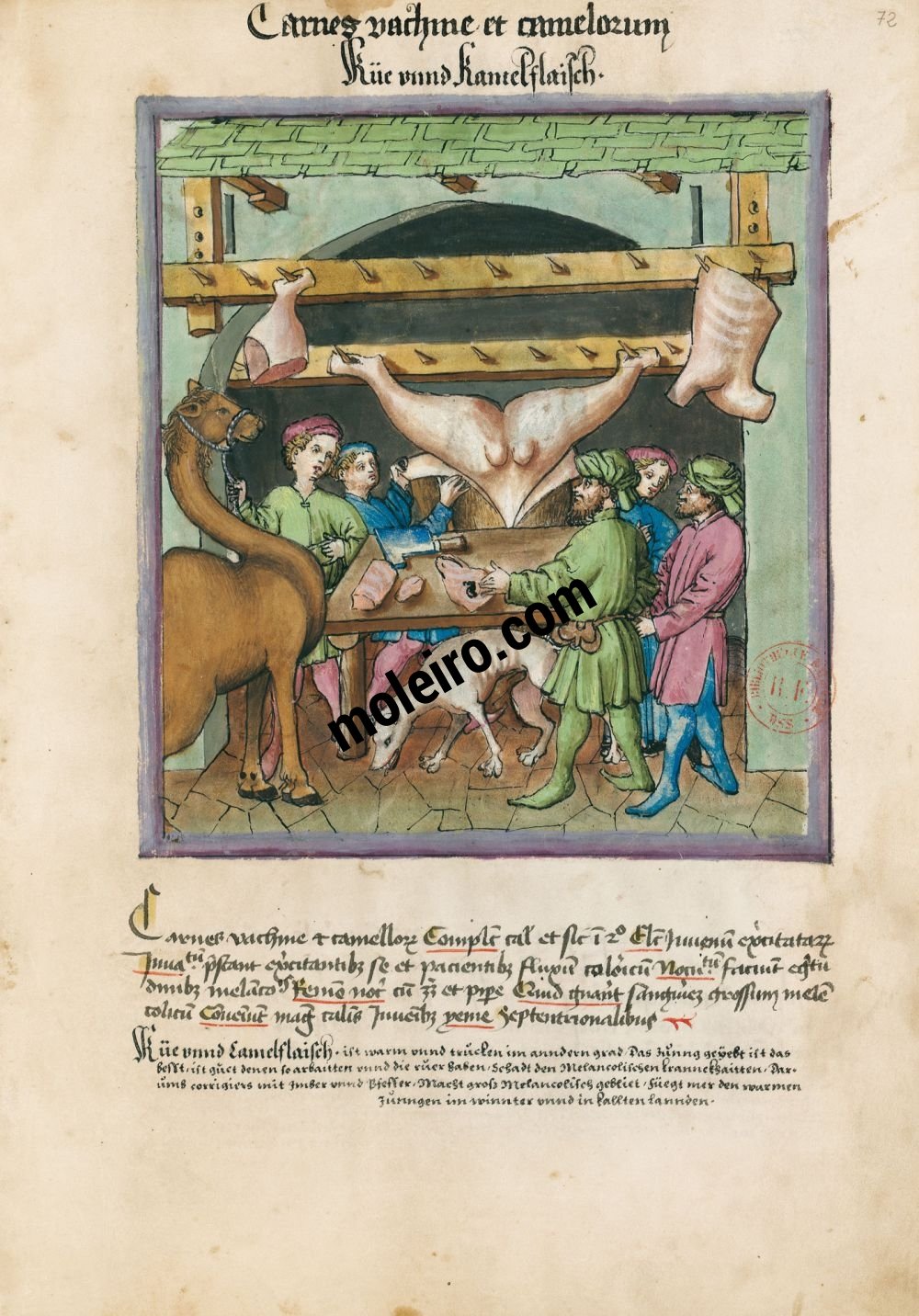 Tacuinum Sanitatis f. 72r, Viande de vache et de chameau