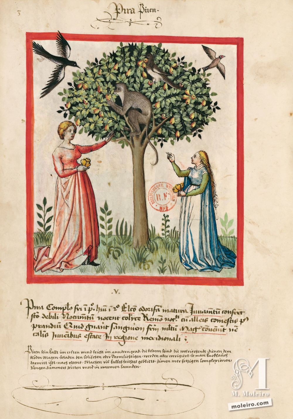 Pera en el folio 3v Tacuinum Sanitatis - Ms. Lat 9333  (XV, Renania) Bibliothèque nationale de France, París