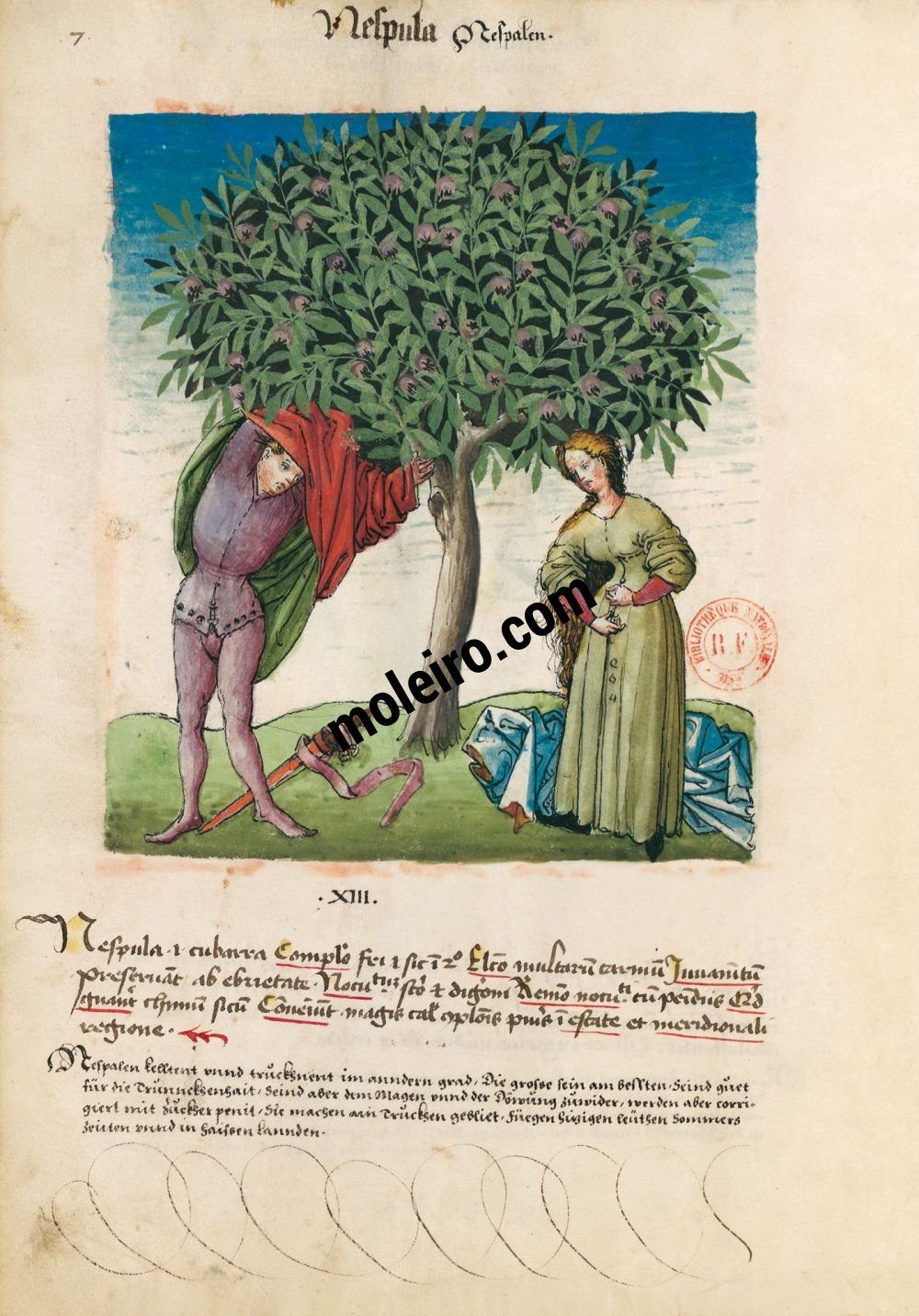 Tacuinum Sanitatis f. 7v, Nèfles