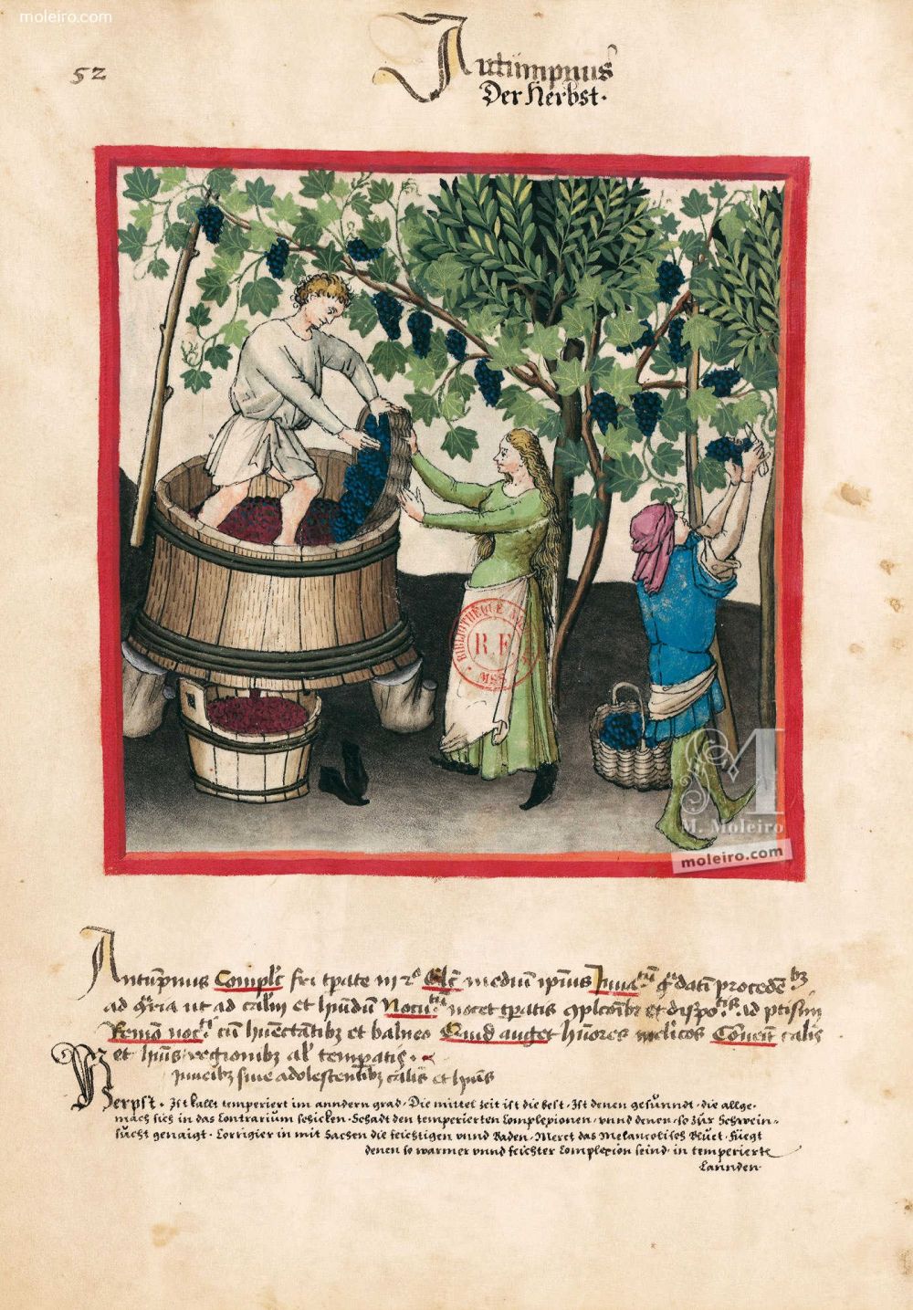 Tacuinum Sanitatis f. 52v, Automne