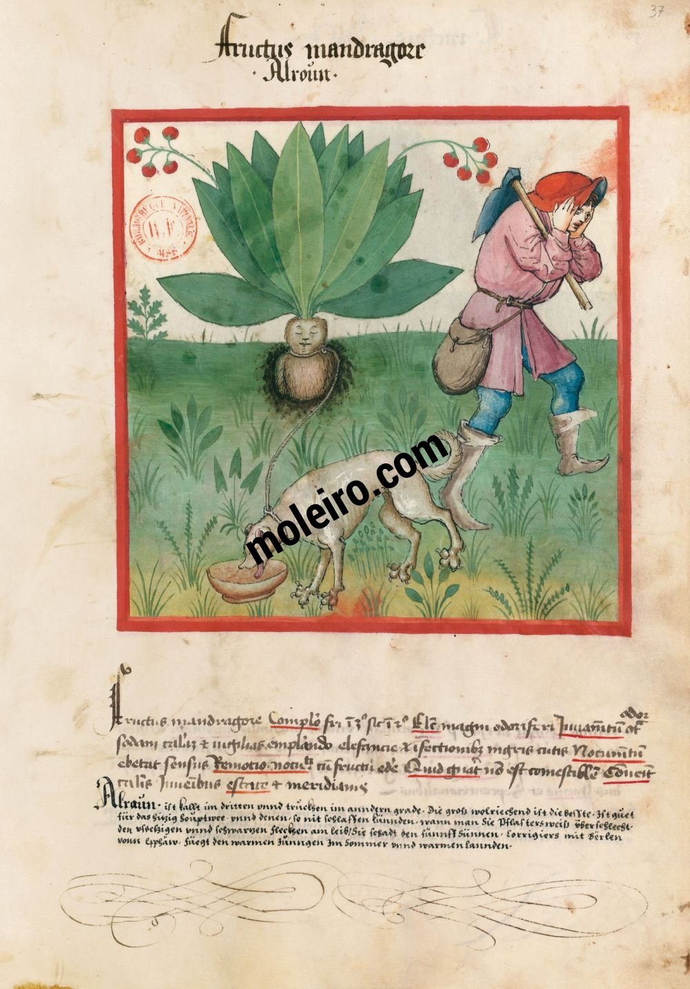 Tacuinum Sanitatis f. 37r, Fruits de la mandragore