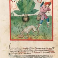 f. 37r, Frucht der Alraunwurzel