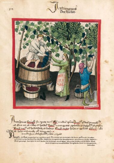 Tacuinum Sanitatis Bibliothèque nationale de France, Paris